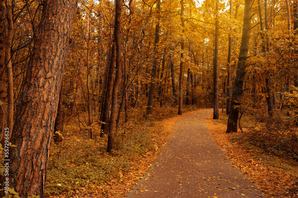 Many beautiful trees and pathway with fallen leaves in autumn park Many beautiful trees and pathway with fallen leaves in autumn park