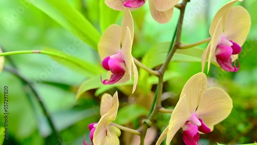 Yellow orchids in the garden