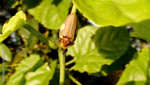 inseto vagalume - lampyridae