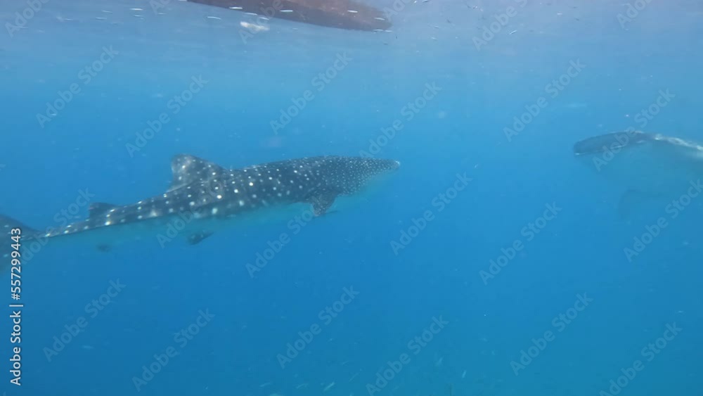 Great whale shark swims gracefully in blue water, feeding whale sharks ...