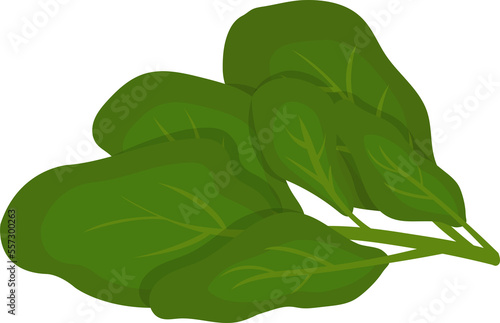 Comic cartoon vector of spinach