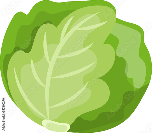 Comic cartoon vector of cabbage