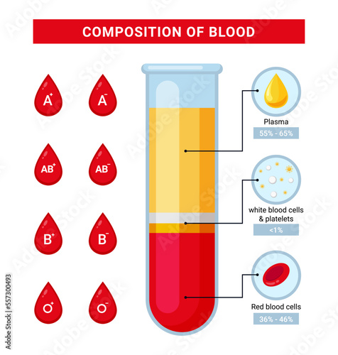Vector blood infographic, blood composition design illustration
