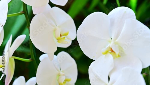 White orchids in the garden