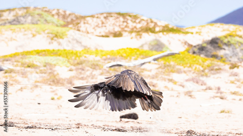 Valokuva Vultures Descent
