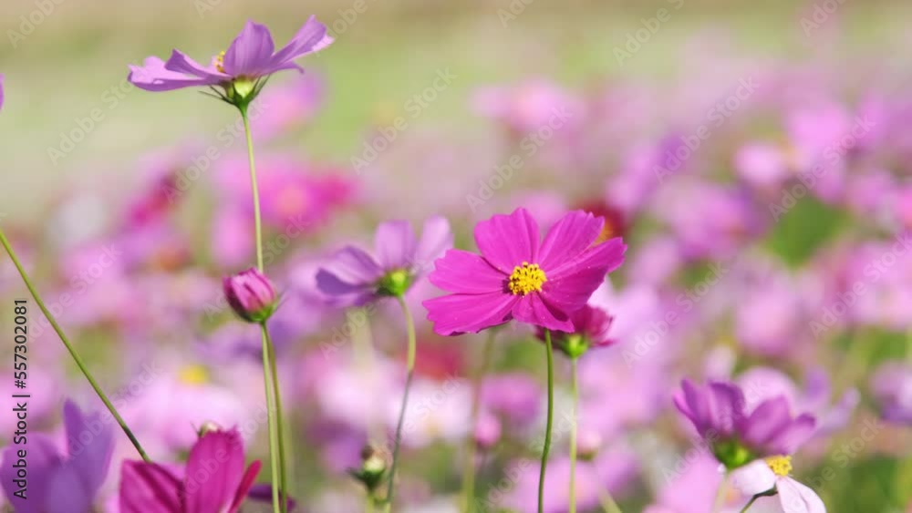 Beautiful cosmos flowers blooming in the garden. Cosmos flowers in nature. Cosmos flowers sway in the wind in the fields. Beautiful cosmos flowers blooming in the garden. Cosmos flowers in nature. Cosmos flowers sway in the wind in the fields.