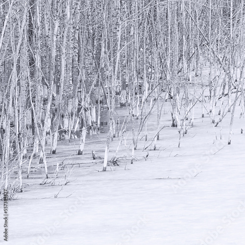Dead trees encased in an icy pond.