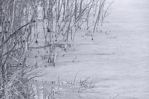 Dead trees encased in the melitng ice of  pond in the spring.