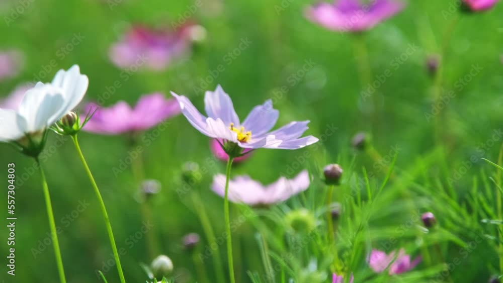 Beautiful cosmos flowers blooming in the garden. Cosmos flowers in nature. Cosmos flowers sway in the wind in the fields. Beautiful cosmos flowers blooming in the garden. Cosmos flowers in nature. Cosmos flowers sway in the wind in the fields.