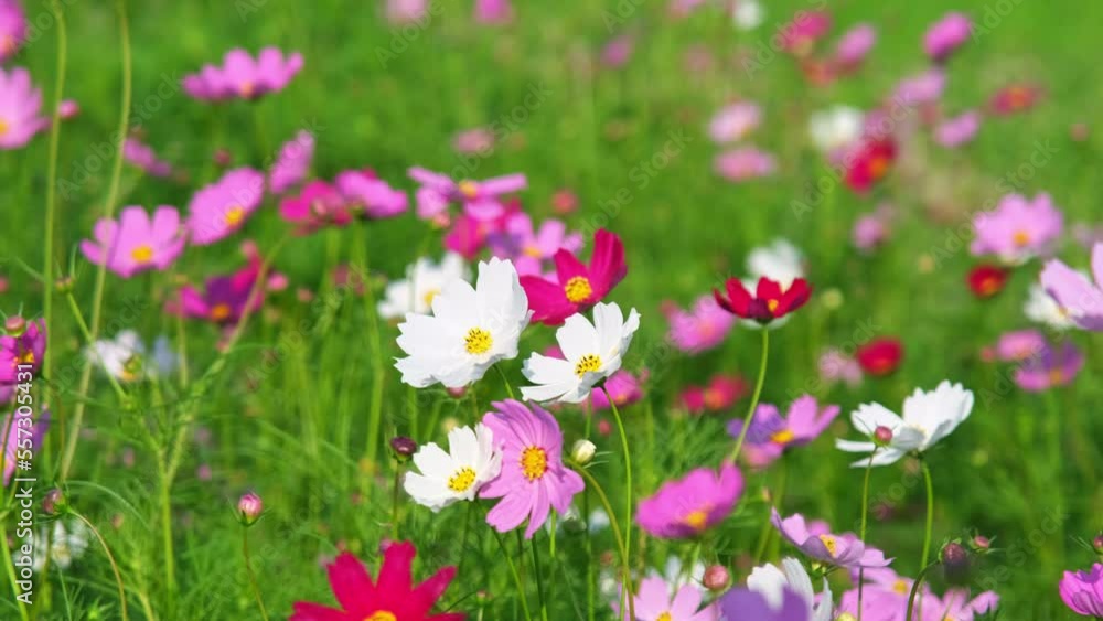 Beautiful cosmos flowers blooming in the garden. Cosmos flowers in nature. Cosmos flowers sway in the wind in the fields. Beautiful cosmos flowers blooming in the garden. Cosmos flowers in nature. Cosmos flowers sway in the wind in the fields.