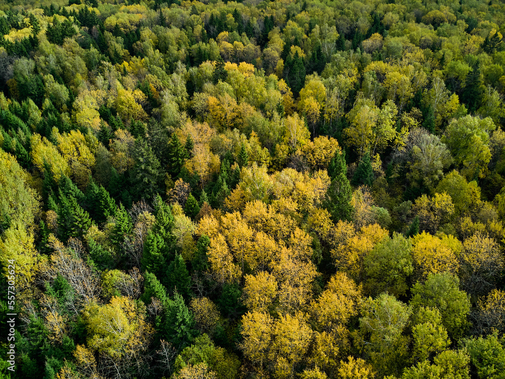 Flight over mixed autumn forest in yellow-green colors