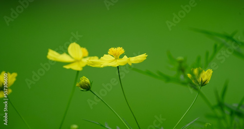 Close up shot of beautiful Yellow Flower cosmos sulphureus with blur background,Yellow cosmos flowers on a natural background, Yellow Cosmos flower