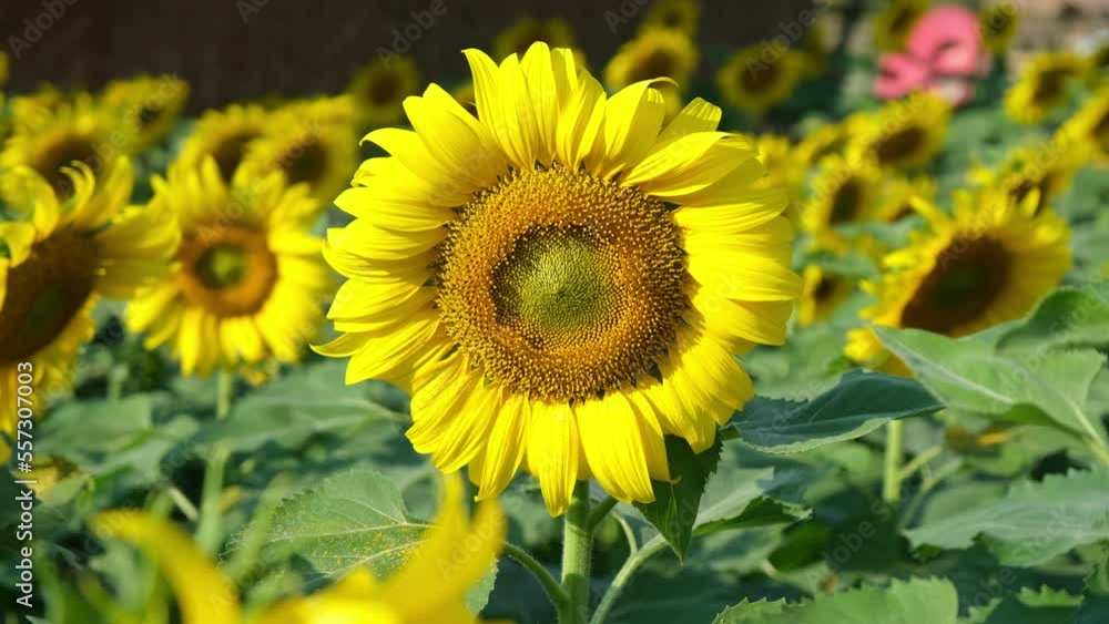 Beautiful sunflowers on a sunny day with natural background. Sunflower nature background. Close up of blooming sunflowers Beautiful sunflowers on a sunny day with natural background. Sunflower nature background. Close up of blooming sunflowers
