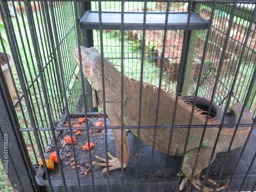 iguana in cage eating fruit