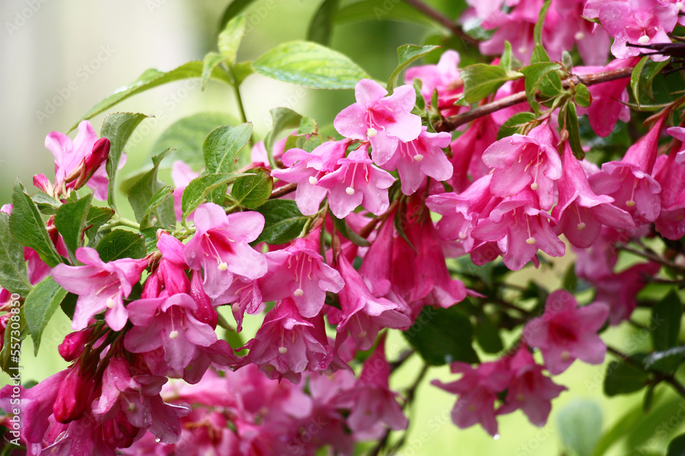 The blossoming weigela branches with bright flowers and fresh green leaves.Flowers and leaves damp after a rain. The blossoming weigela branches with bright flowers and fresh green leaves.Flowers and leaves damp after a rain.