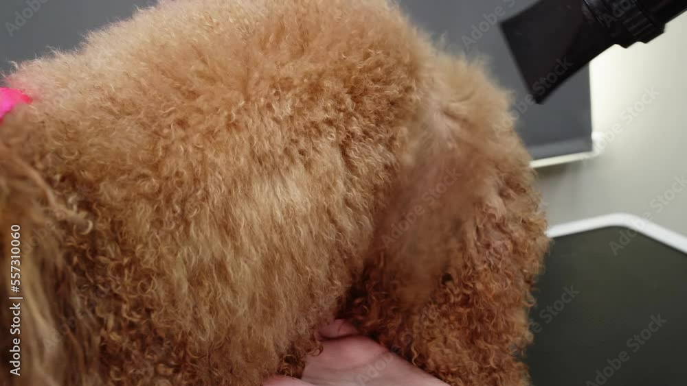 Woman is drying a dog Red Apricot Poodle using hair dryer in grooming salon. Pet's grooming, care concept. Dog care professional salon, veterinarian service. Vet, veterinarian at work vet clinic. Woman is drying a dog Red Apricot Poodle using hair dryer in grooming salon. Pet's grooming, care concept. Dog care professional salon, veterinarian service. Vet, veterinarian at work vet clinic.