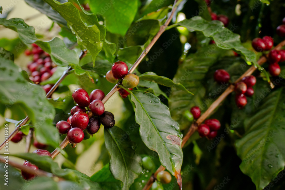 Cafezeiro carregado de café