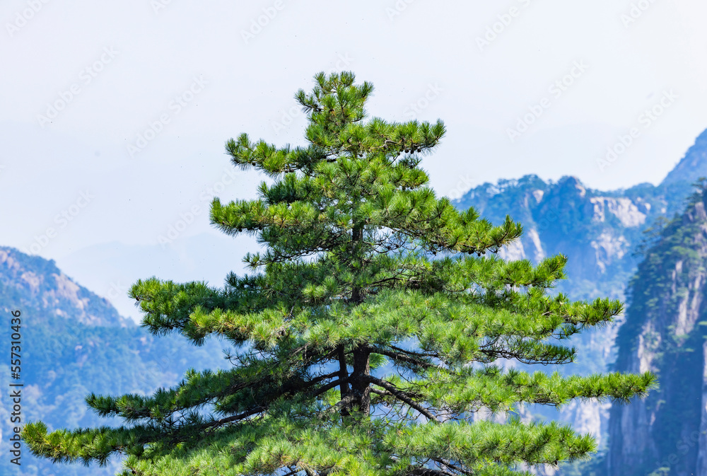 pine tree in the mountains pine tree in the mountains
