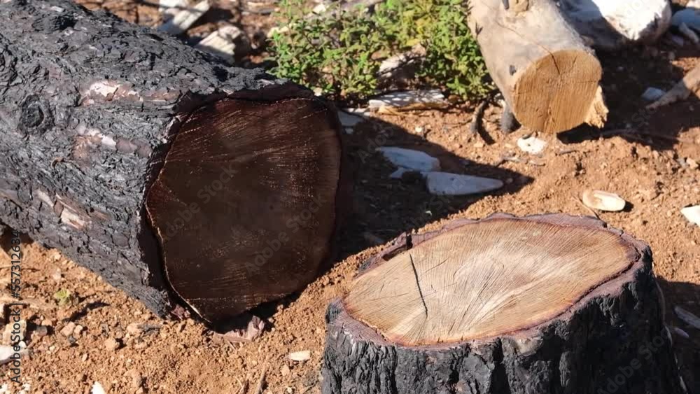 Sawn burnt pine lies on the ground near to its stump. Sawn burnt pine lies on the ground near to its stump.