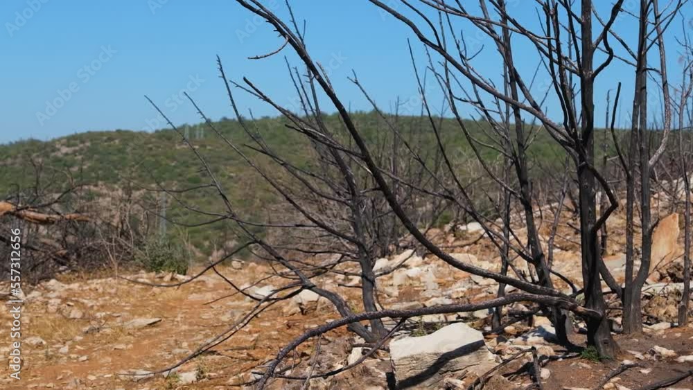 Burnt branches in the background, a hill and a blue sky. Burnt branches in the background, a hill and a blue sky.