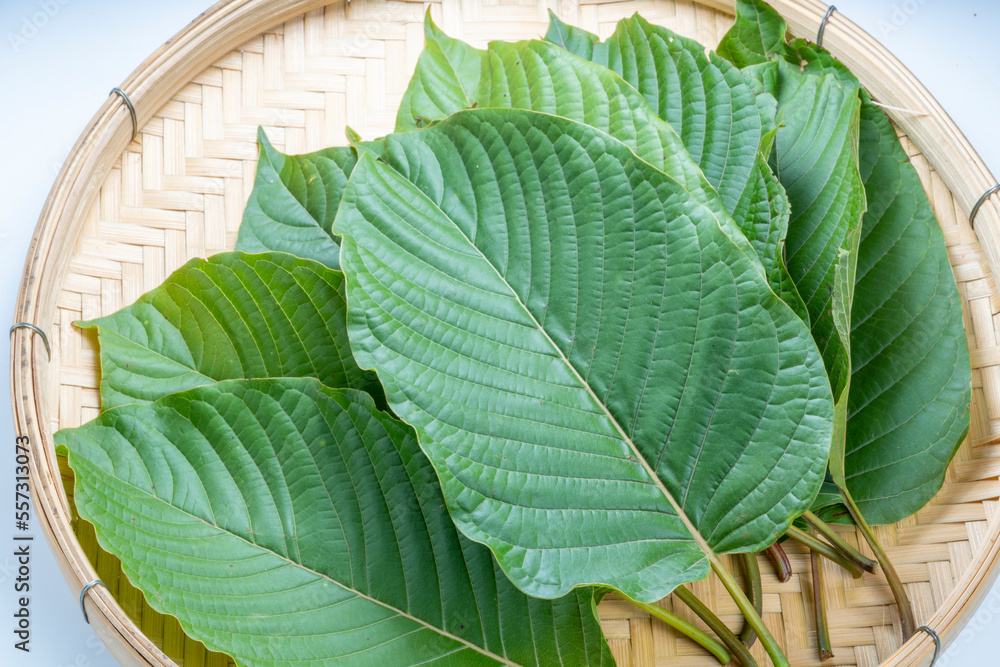 Mitragyna speciosa Korth or Kratom leaf tropical evergreen tree for