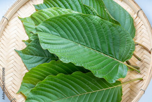Mitragyna speciosa Korth or Kratom leaf tropical evergreen tree for herbal and Asia traditionally medicine. photo