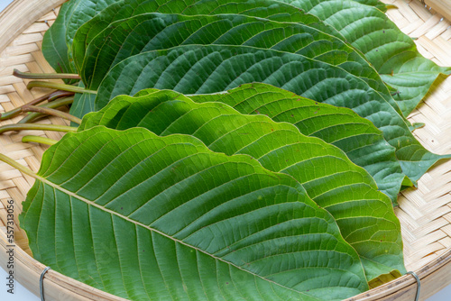 Mitragyna speciosa Korth or Kratom leaf tropical evergreen tree for herbal and Asia traditionally medicine.