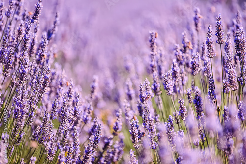 Beautiful lavender in the field close-up, purple flowers background