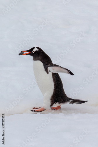 A Gentoo Penguin makes the long walk from the beach with a small rock for its nest