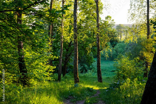 Descent along a gentle slope in a picturesque green area, exit from the forest to the field