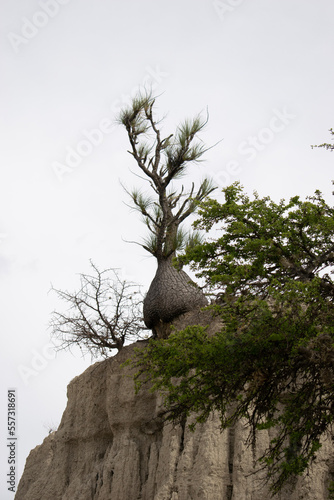 endemic plant 