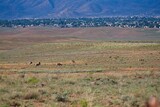 A herd of Pronghorn, Antilocapra americana grazing in a field with a city behind them.