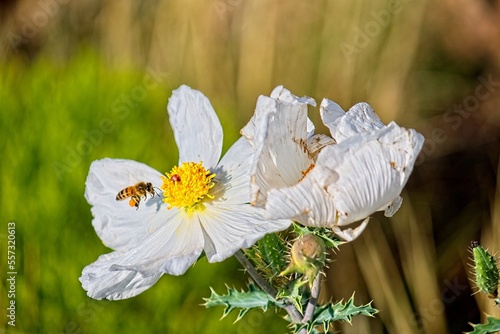 Honeybee, Apis mellifera, on a white Prickly Poppy, Argemone munita, in Arizona. photo