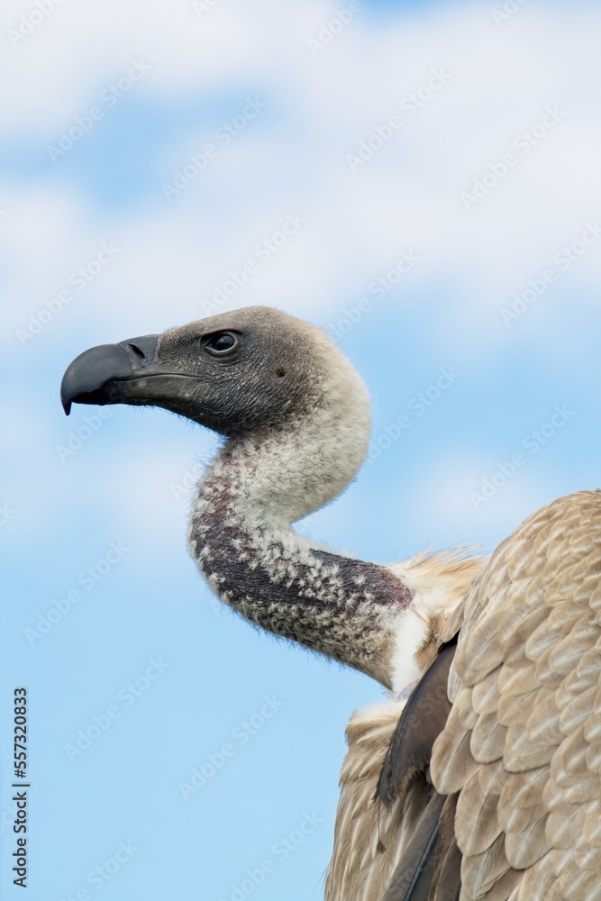 Closeup of an angry looking vulture, with blue sky and white clouds in the background. Closeup of an angry looking vulture, with blue sky and white clouds in the background.