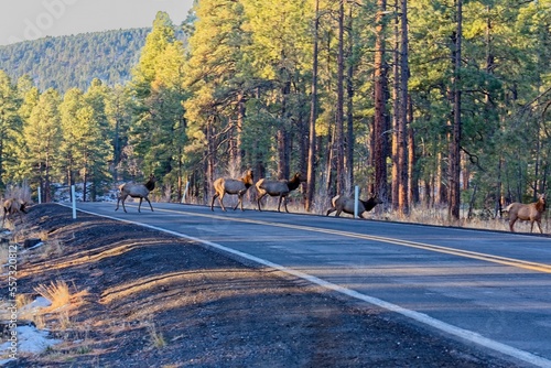 A herd of Elk, Cervus elaphus, crossing a road in the forest with some snow on the ground, near Flagstaff, Arizona.
