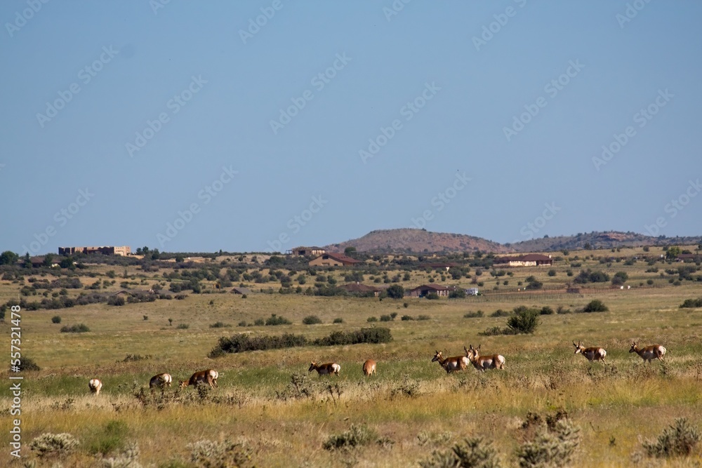 Fototapeta premium Herd of Pronghorn, Americana antilocapra, grazing in a field near Prescott, Arizona with houses in the background.