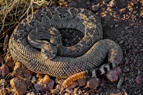 Western Diamondback Rattlesnake, Crotalus atrox.