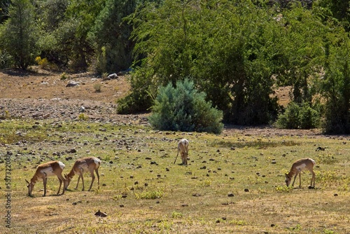 A herd of Pronghorn  Antilocapra americana grazing in a field.