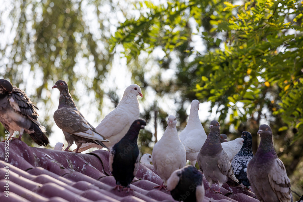 Fototapeta premium Lovely pigeons at the zoo