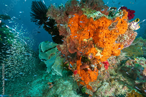 Reef scenic with sponges and softcorals, Raja Ampat Indonesia