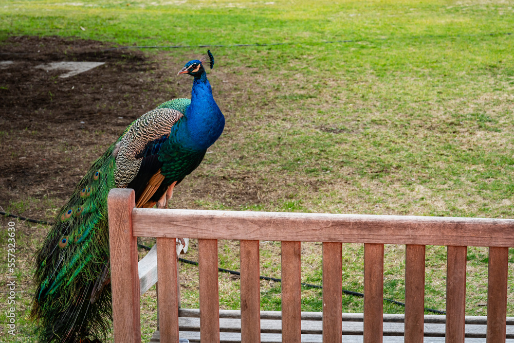 Fototapeta premium A peacock perched atop a bench in a grass field
