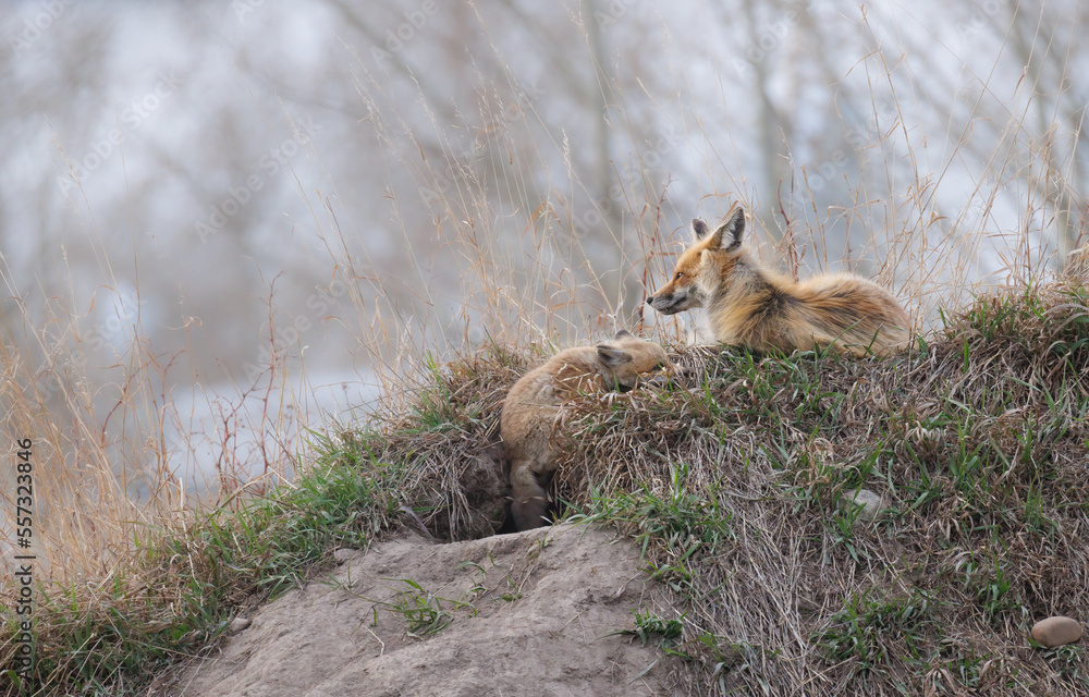 Obraz premium A red fox kits crawls out of its den towards its parent laying above the den