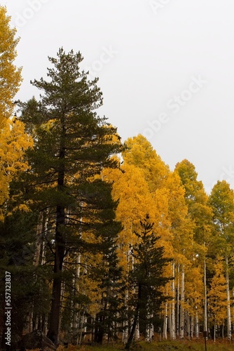 Yellow aspen and green pine forest with a gray sky in Flagstaff, Arizona.