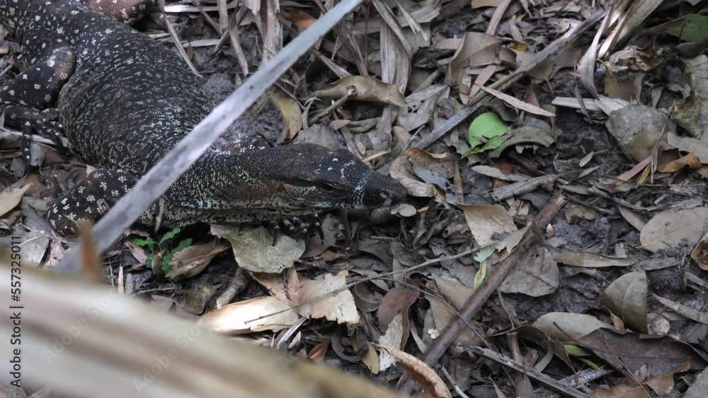 Native Goanna resting on leaf litter in the Australian outback. indigenous Australian Aboriginal Native Goanna resting on leaf litter in the Australian outback. indigenous Australian Aboriginal