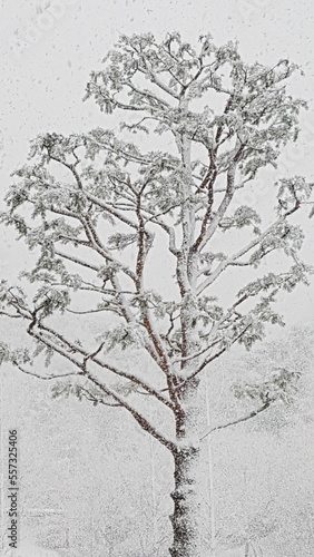 tree in snow