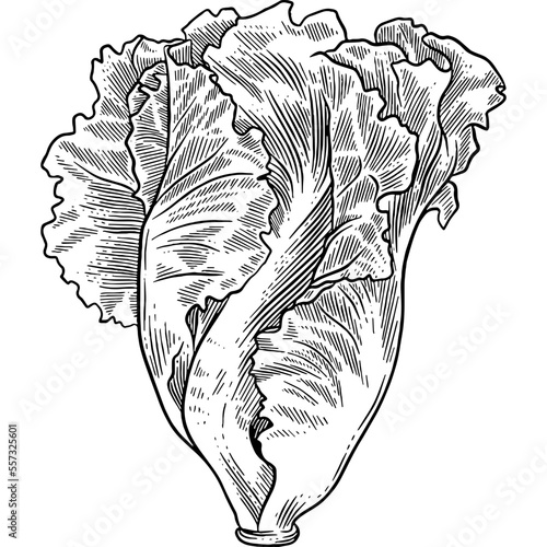 Hand drawn Lettuce Leaves Sketch Illustration