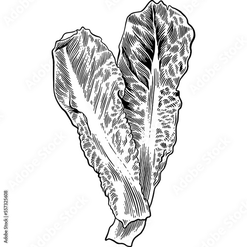 Hand drawn Romaine Lettuce Leaves Sketch Illustration