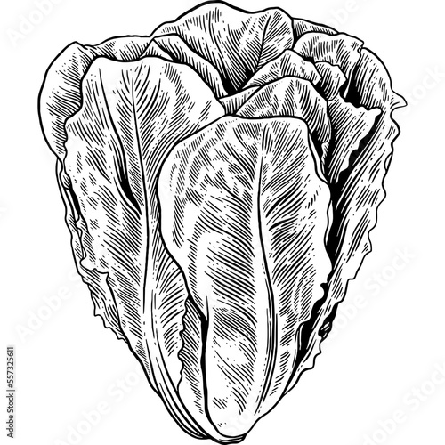 Hand drawn Romaine Lettuce Leaves Sketch Illustration