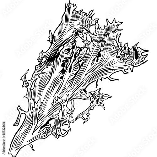 Hand drawn Frisee Lettuce Leaves Sketch Illustration