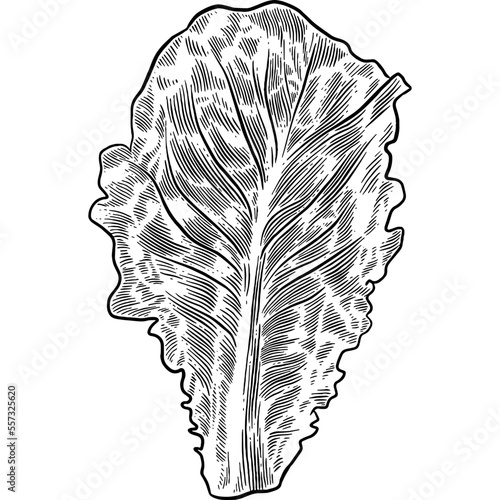 Hand drawn Romaine Lettuce Leaf Sketch Illustration
